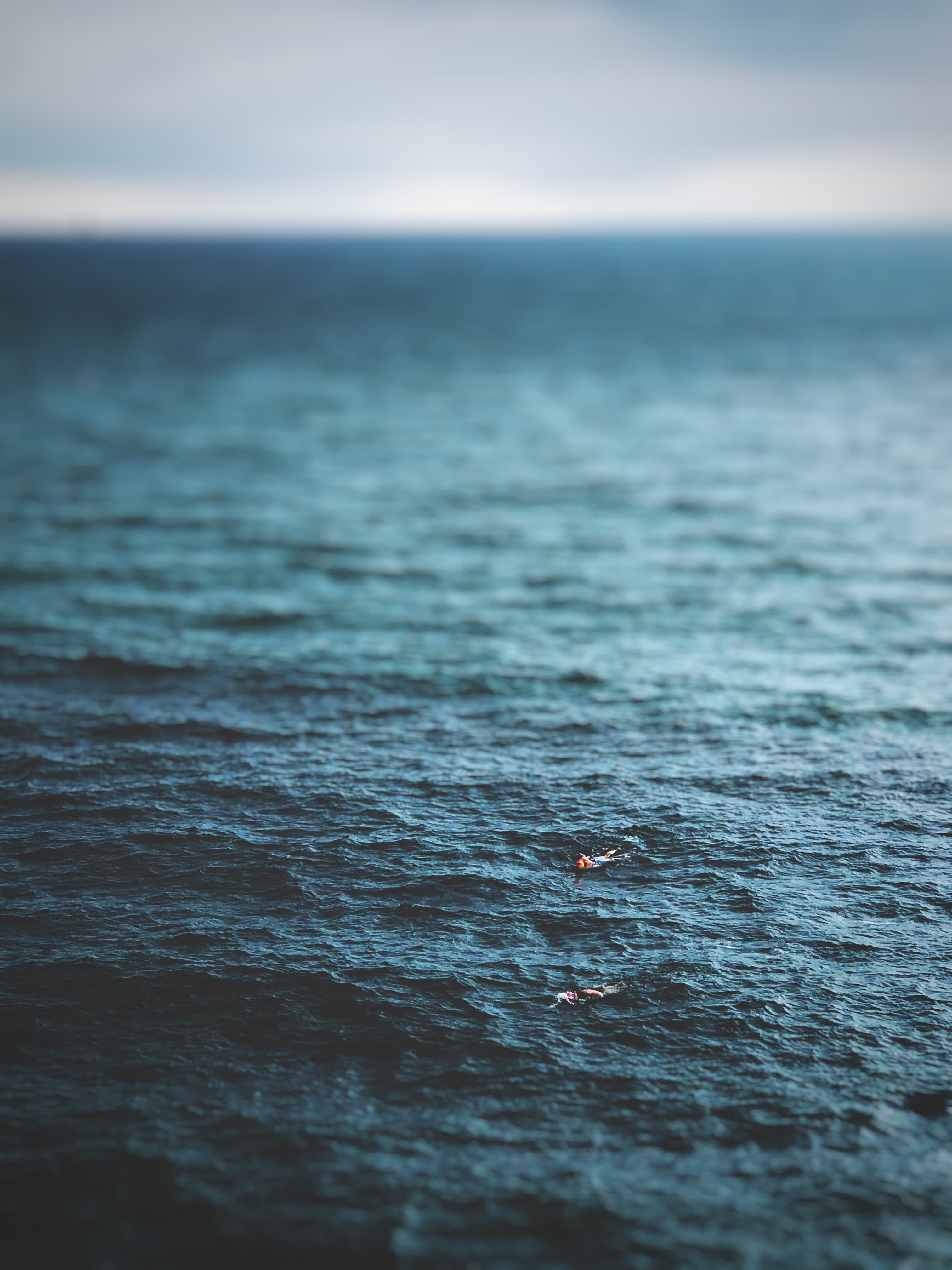 The Swim