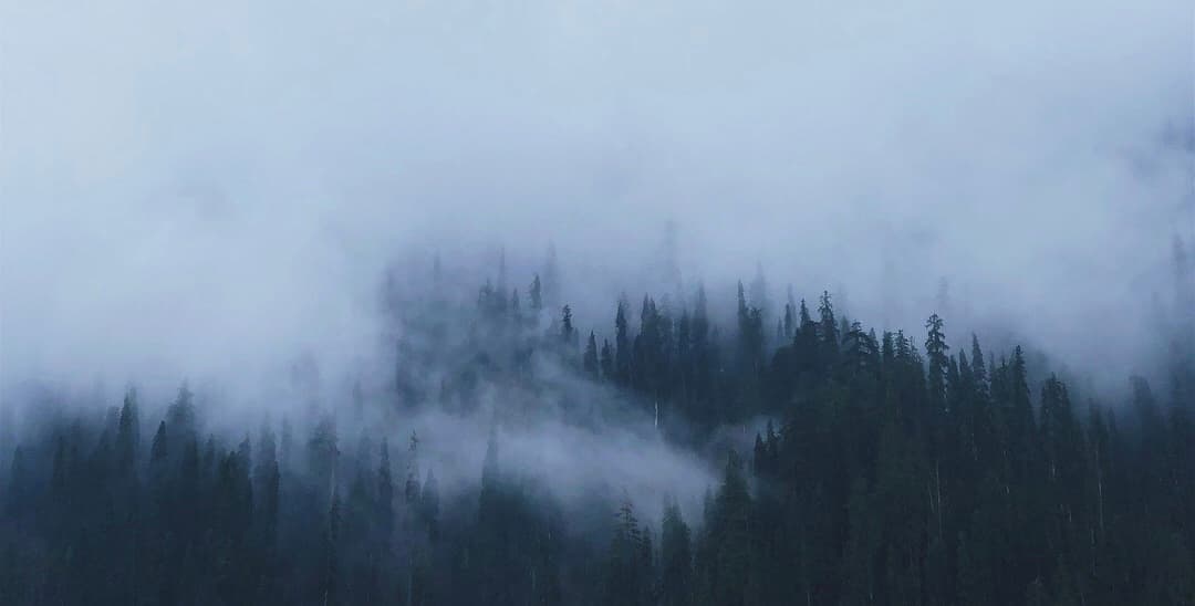 Moody Pine